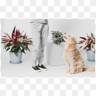 We're Here To Help You Find The Perfect Plant For Every - Goldendoodle Clipart