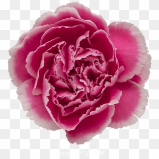 Colibri Flowers Carnation Soraya, Grower Of Carnations, - Carnation Clipart