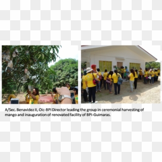 The Bureau Of Plant Industry Guimaras National Crop - Tree Clipart
