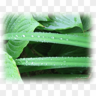 Dew Drops - Drop Clipart