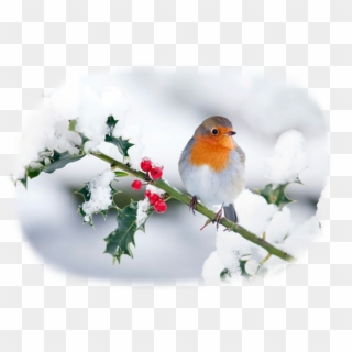 #scene #snow #robin #winter #holly #christmas #xmas - Robin Red Breast In Snow Clipart