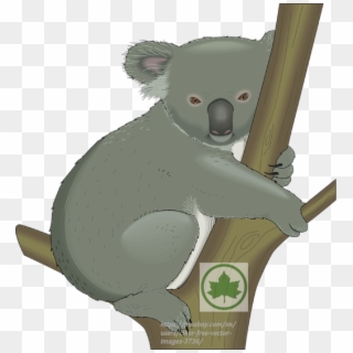Lesson 80 Riding With Confidence, In R - Free Clip Art Koala - Png Download