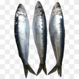 Sardine Small Per Kg - Sardines Fish Png Clipart