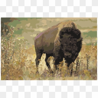 National Park Water Buffalo Animal Gray Wolf Stephens - Temperate Grassland Animals Bison Clipart