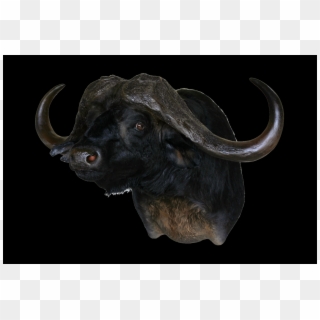 Bull Clipart