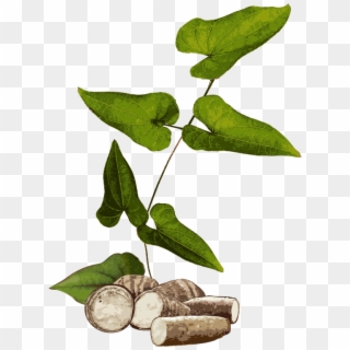 Yams - Yam Plant Png Clipart