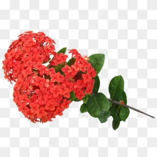 Rosa Laranja Png Flor Ixoria Vermelha Em Png Clipart