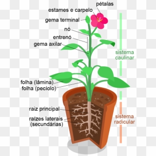 Morfologia Vegetal, Estruturas - Plant Structure Clipart