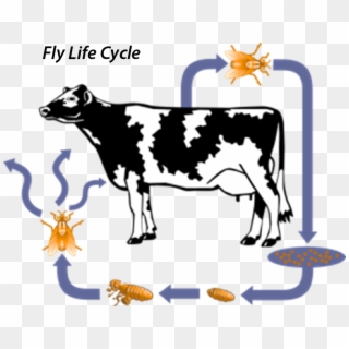 Vector Download Milk Cow Free On Dumielauxepices Net - Life Cycle Cow Clipart
