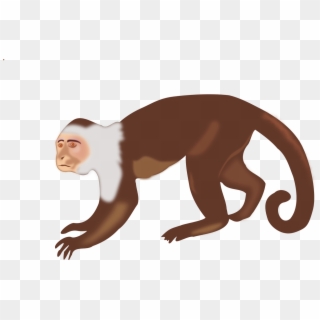 Animal,monkey,singe,free Vector Graphics,free Pictures, - Capuchin Monkey Clip Art - Png Download