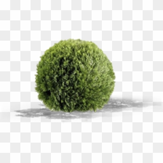 View In My Picture - Topiary Clipart