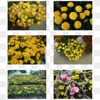 Top, Middle Left & Right - Chrysanths Clipart