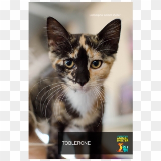 Photo Of Toblerone - Domestic Short-haired Cat Clipart