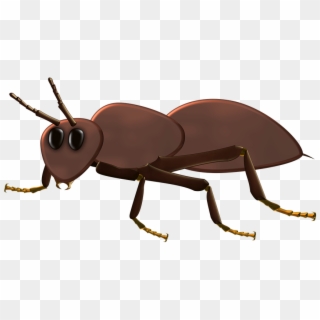Mrówka Png Clipart