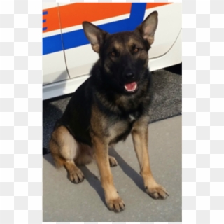 Port Orange Police Department K9 Dies - Old German Shepherd Dog Clipart