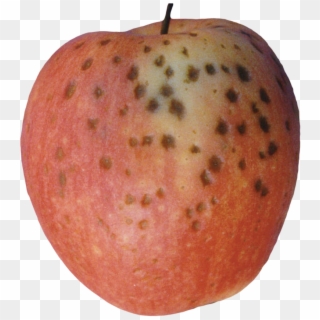 Gala Apple Showing Moderate Lenticel Breakdown Symptoms - Lenticel Clipart