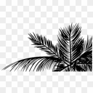 Black Palm Tree Wallpaper Iphone Clipart