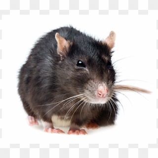 Roof Rats How To Get Rid Of - Creepy Bugs In Florida Clipart