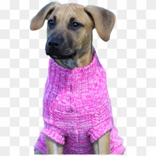 Dog Jumper Chunky Knit - Black Mouth Cur Clipart