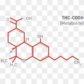 How Does Cannabis Drug Testing Work - Molecule Thc Clipart
