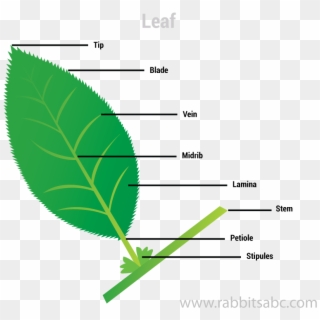 Leaves Are Called The Food Factory Of The Plants - Tree Clipart