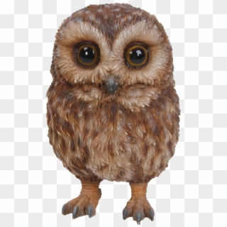 Pet Pals Baby Tawny Owl - Baby Tawny Owl Clipart