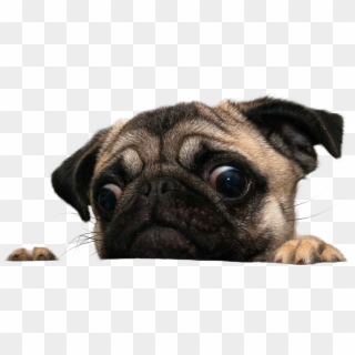 How Creepy Are You - Pugs Png Clipart