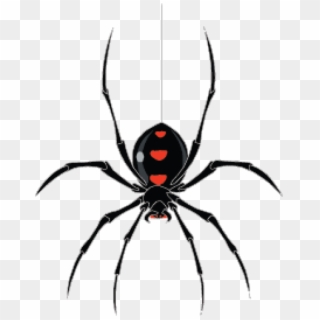 Free Graphics Download - Black Widow Spider Png Clipart