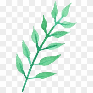 Stem Of A Plant Png Transparent Stem Of A Plant - Watercolor Leaf Transparent Background Clipart