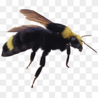 Bee Png Image - Bumblebee Insect Png Clipart