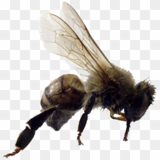 Bee Png Image - Example Of Asexual Animals Clipart