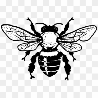 Honey Bee Tattoo Honey Bee Tattoo Design - Bee Clip Art Free Black And White - Png Download