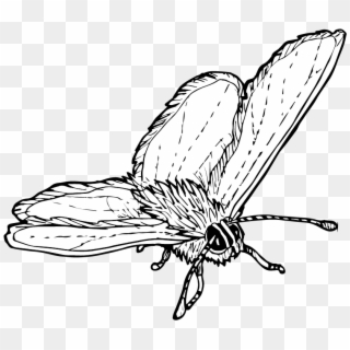 Messages From The Wild Podcast - Brush-footed Butterfly Clipart