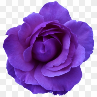 Flower Rose Wild Blue Purple Transparent - Flowers With Transparent Background Clipart