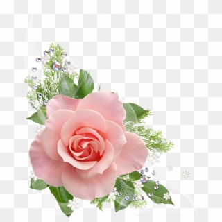 Single Pink Rose Png - Pink Roses Transparent Background Clipart