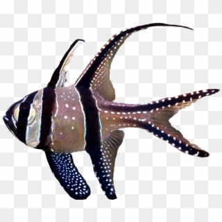 Banggai Cardinalfish - Banggai Cardinal Fish Png Clipart