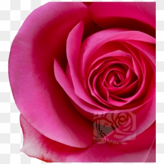 Dark Pink Roses - Garden Roses Clipart