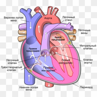 File - Heart Ru - Svg - Human Body Heart Clipart