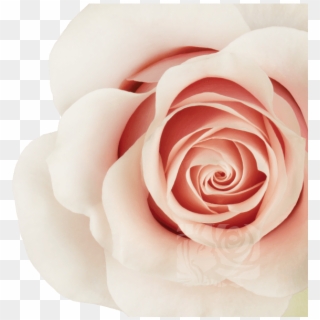 Light Pink Roses - Garden Roses Clipart