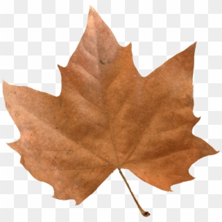 Brown Maple Leaf - Maple Leaf Clipart