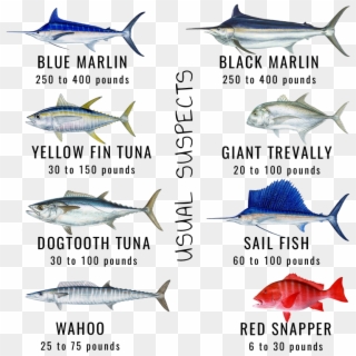 Maldives Game Fishes Skull Fishing - Types Of Tuna In Maldives Clipart