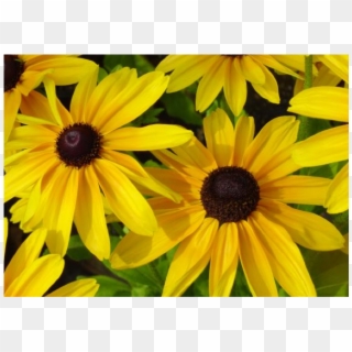 Black-eyed Susans Flowers Are Also Called As Gloriosa - Black Eyed Susans Clipart
