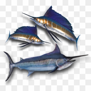 Atlantic Blue Marlin Clipart