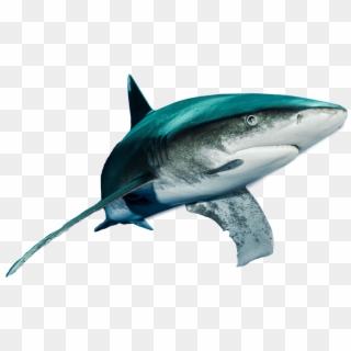 Shark - Atlantic Blue Marlin Clipart