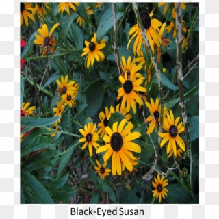 Flower 4 Flower 5 - Black-eyed Susan Clipart