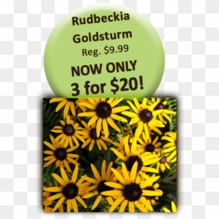Rudbeckia Goldstrum - Black-eyed Susan Clipart