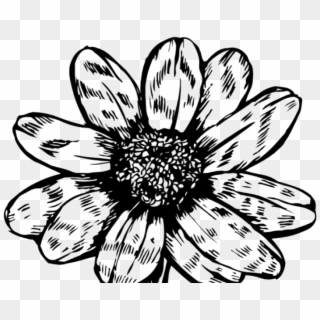 Black Flower Png - African Daisy Clipart