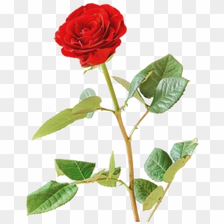 Rosa, Vermelho, Rosa Vermelha, Flor, Isolado - Rosa Rossa Png Clipart
