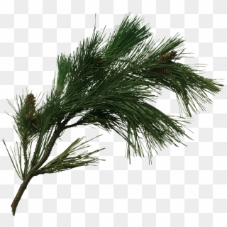 Pine Tree Fir Pinus Pinaster Cone Transprent - Pine Tree Branch Png Clipart