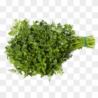 Parsley Clipart